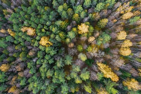 Directly above full frame shot of forest in autumn Stock Photos