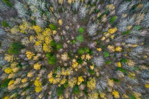 Directly above full frame shot of forest in autumn Stock Photos