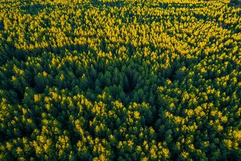 Directly above full frame shot of forest in autumn Stock Photos