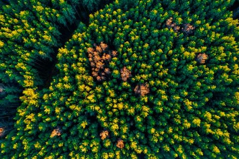Directly above full frame shot of forest in autumn Stock Photos