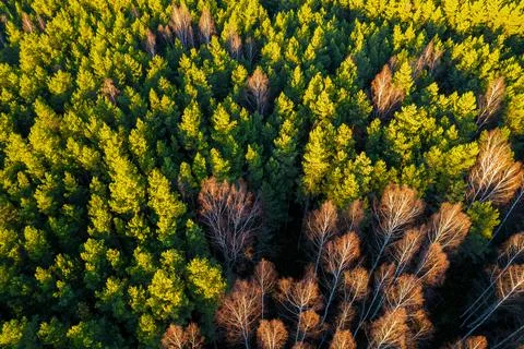 Directly above full frame shot of forest in autumn Stock Photos