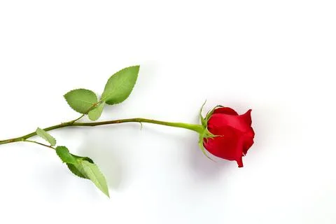 Directly Above Overhead View of a Single Red Rose Isolated on a White Background Stock Photos