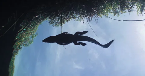 Directly below a Crocodile Swimming on the Surface Stock Footage 270109772