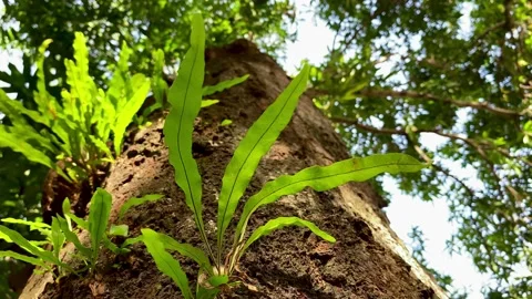 Directly below of of jungle tree, microsorum attached to a tree trunk Stock Footage 227070291