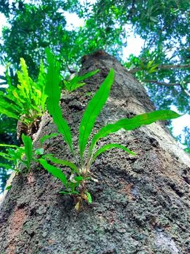 Directly below the tree or low view of tree microsorum attached to a trunk Photos