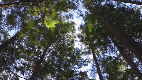 Directly Below Turning Footage Of Tree Canopy In Forest Stock Footage 79655457