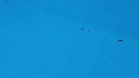 Dirt and Small Debris Underwater in Blue Swimming Pool Stock Footage 345513615
