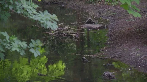 Dirt bank on stream side Видео 75494864