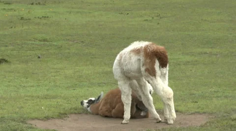 Dirt Bath for Young Llama  Vídeos de archivo 65318633