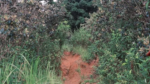 Dirt bike going up between the trees Stock Footage 86696817