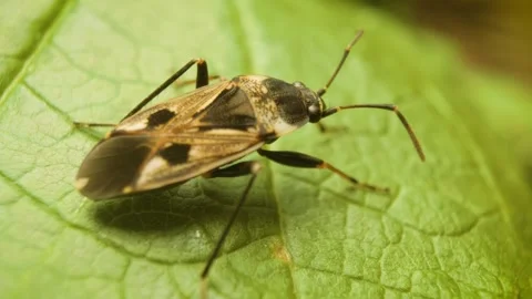 Dirt-colored seed bug (Rhyparochromus vulgaris) Stock Footage 339001968