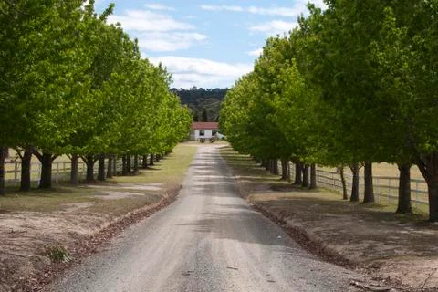 Dirt country road lined by trees Stock Photos