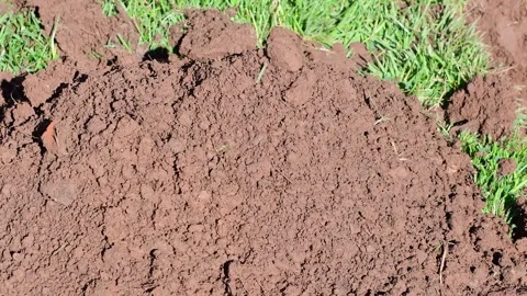 Dirt dig Stock Footage 255297775
