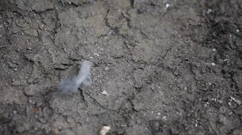 Dirt with feather Stock Footage 33756080