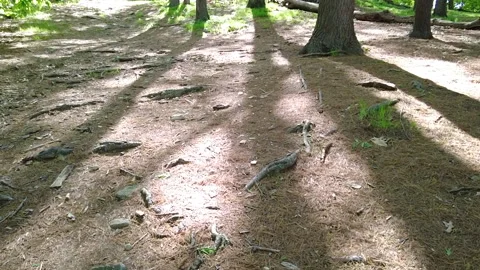 DIRT FLOOR TO SKY Stock Footage 194858719