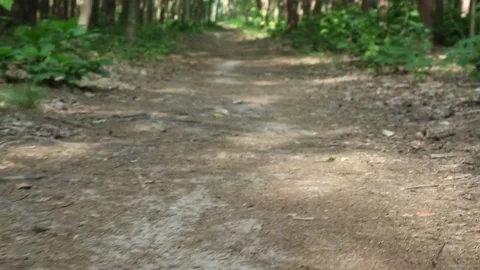 Dirt forest path winding through green woodland with natural lighting Video stock 312703252
