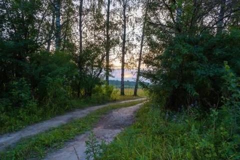 Dirt forest road in the backlight of the setting sun. Stock Photos