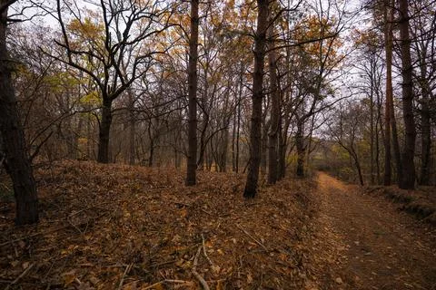 Dirt forest road in the dense thicket of an autumn forest Foto stock