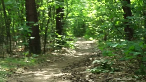 Dirt forest trail curving through green woodland with natural ground texture Stock Footage 312710035