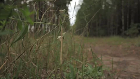 Dirt Forest Trail Through Tall Grass in Puszcza Notecka Poland Vídeo Stock 343131799