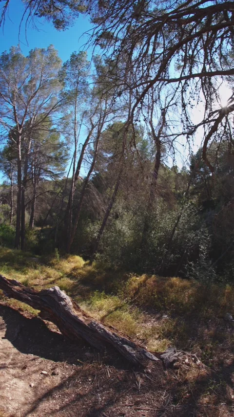 Dirt Hiking Path with Fallen Tree Log in Benidorm Pine Woods Stock Footage 335029061