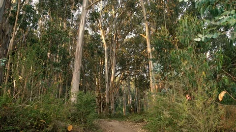 Dirt hiking path leads down a long forest trail inside Point Reyes National Site Stock Footage 97143491
