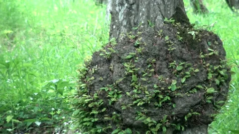 A dirt knot around a tree Stock Footage 134069065