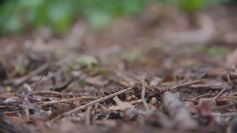 Dirt Nature Path Видео 75462785