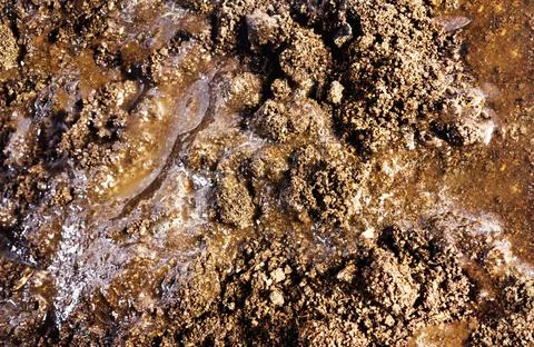 Dirt or mud closeup texture backdrop. Stock Photos