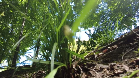 DIRT PATCH LENS FLARE Video stock 194961073