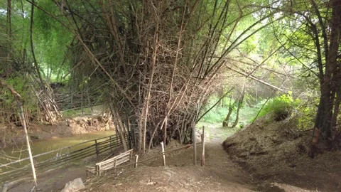 Dirt path along the bank of a small irrigation stream inside a bamboo grove Stock Footage 346334731