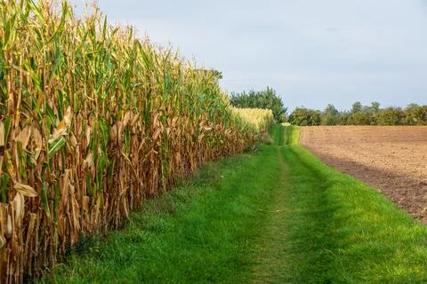 Dirt path along a corn field. Stock Photos
