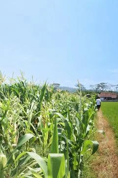 Dirt path among green corn field countryside Stock Photos