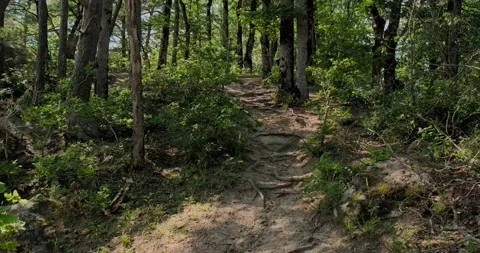 Dirt path among the trees Stock Footage 156629958