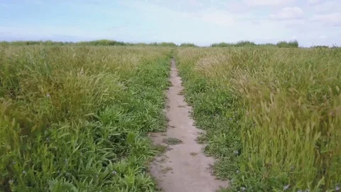 Dirt Path and Tall Grass Field Dolly Backwards and Up Aerial Drone Video Stock Footage 74112827