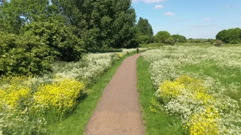 Dirt path around white and yellow blooming plants Stock Footage 155825563