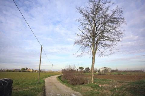 Dirt path with a bare tree Stock Photos