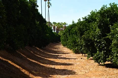 Dirt Path Between Citrus Orchard Rows in Riverside California Stock Photos