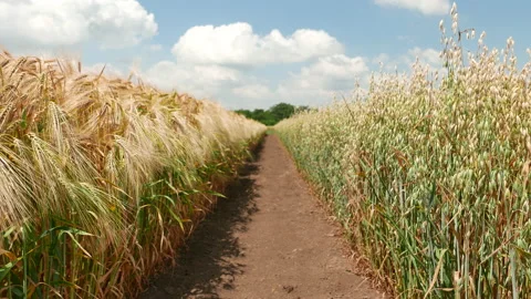 Dirt path between cultivated oats and wheat parcels in farm field Stock-Footage 220021025