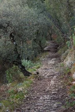 Dirt path between oak trees in the Fuente Roja natural park in Alcoy Stock Photos