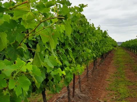 A dirt path between rows of grapes in a vineyard. Stock Photos