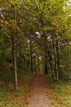 Dirt path between trees Stock Photos