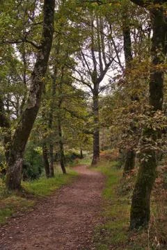 Dirt path between trees Stock Photos