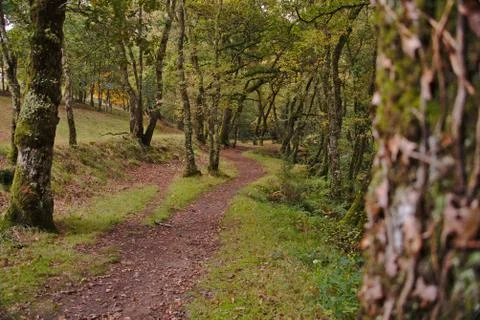 Dirt path between trees Stock Photos