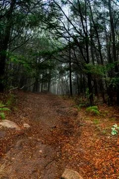 Dirt path between the trees. Stock Photos