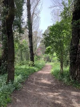 Dirt path between trees Stock Photos