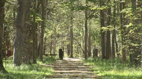 Dirt Path between trees zoom 動画素材 580719