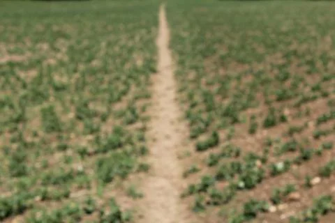 Dirt path blurry background image Stock Photos