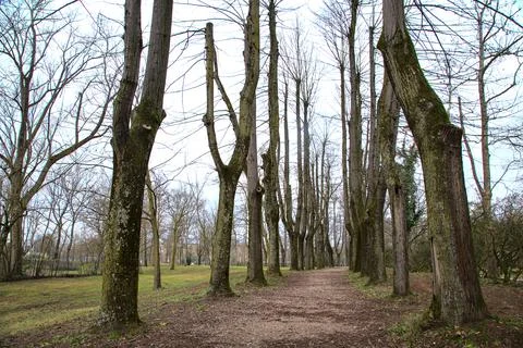 Dirt path bordered by bare trees in a park in winter with the trees that make Stock Photos