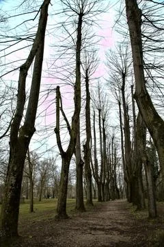Dirt path bordered by bare trees in a park in winter with the trees that make Stock Photos